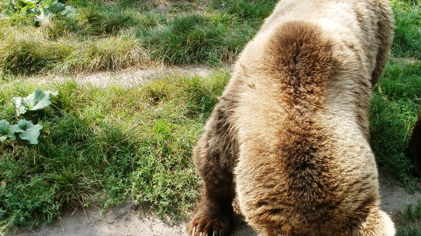 Cukiságok várják országszerte