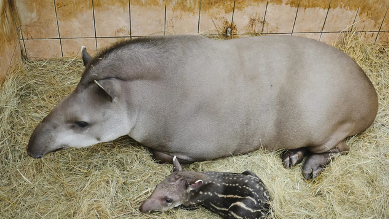 Bébitapír született a debreceni állatkertben