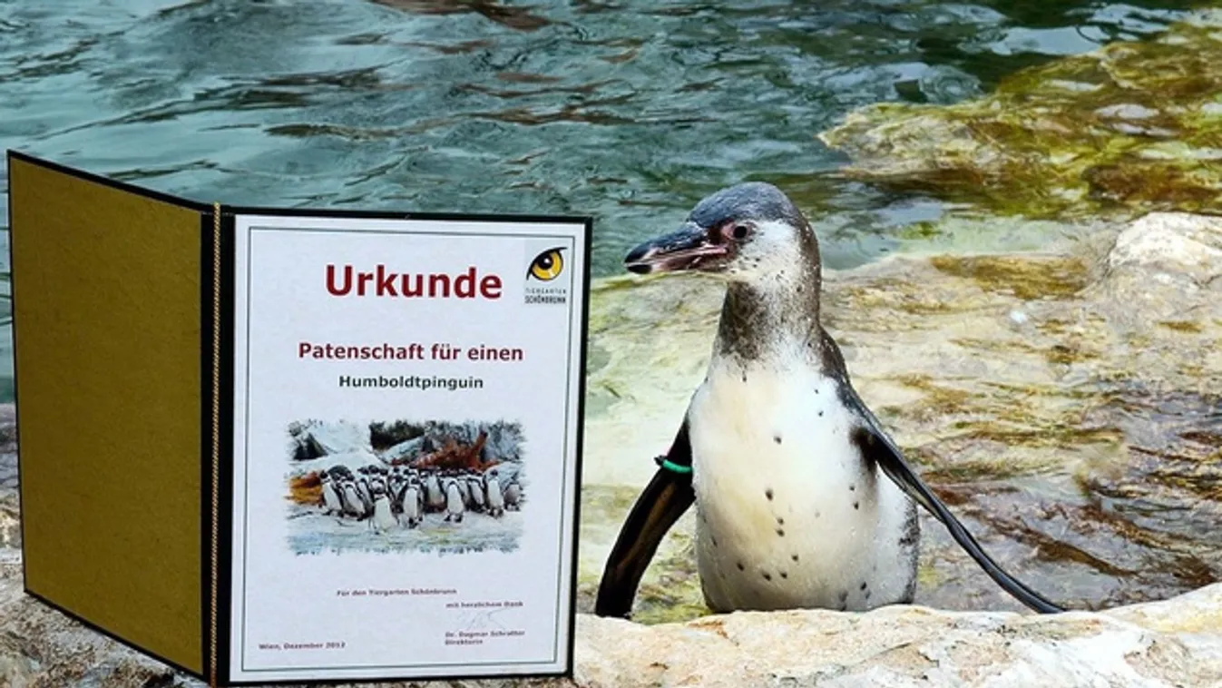 A pingvin az idei slágerajándék Bécsben