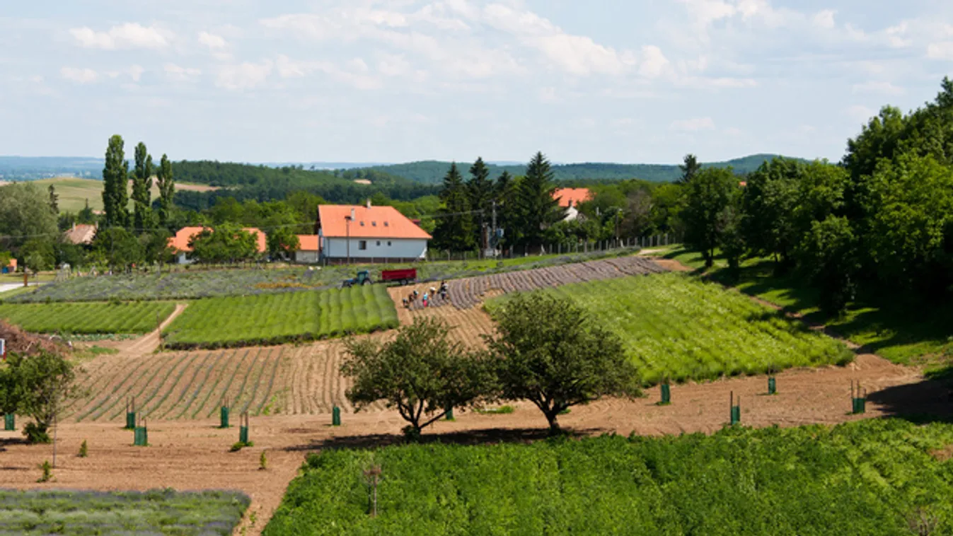 Vasfüggöny-túra, vízitaxi, gyógynövénykert