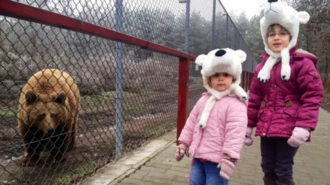 Brummogó bocsok ingyen mehetnek az állatkertbe a hétvégén