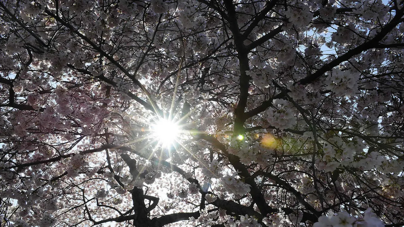 Sakura-ünnep és viktoriánus piknik is lesz a hétvégén