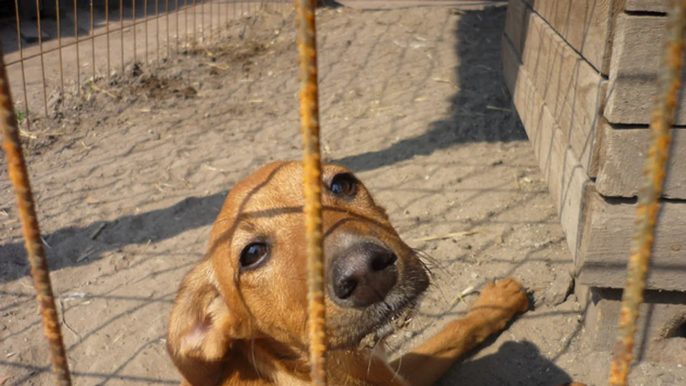 Extra poggyászként utaznak a jobb élet felé