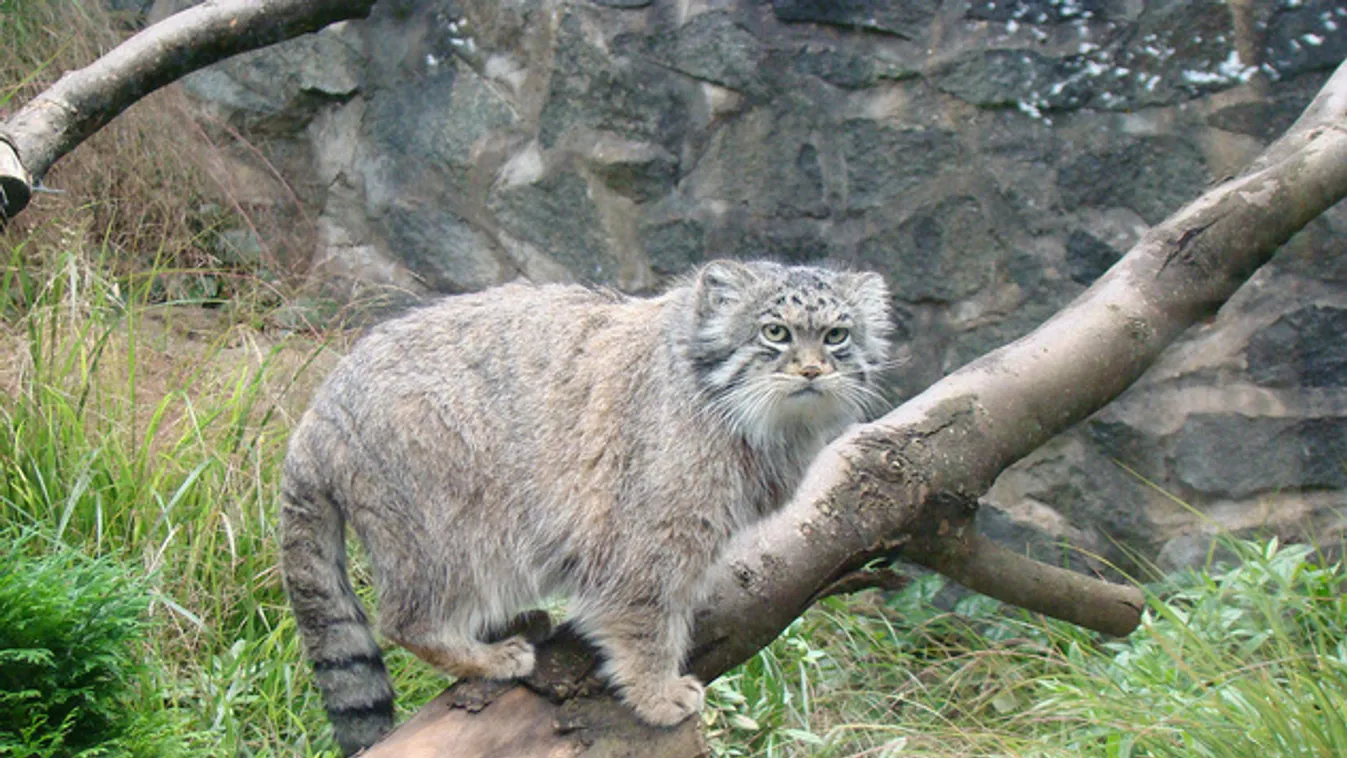 Olyan, mintha kövér lenne, pedig ő csak manul