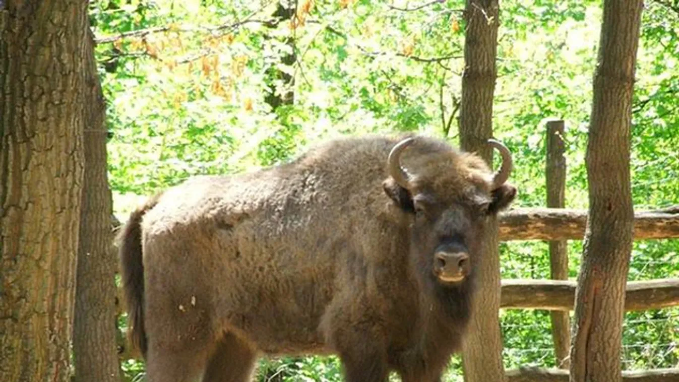 Elpusztult a Budakeszi Vadaspark egyik bölénye