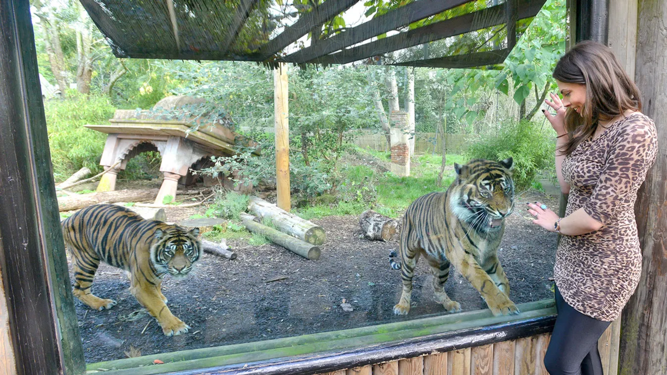 Kitilották a leopárdmintás ruhákat egy állatkertből