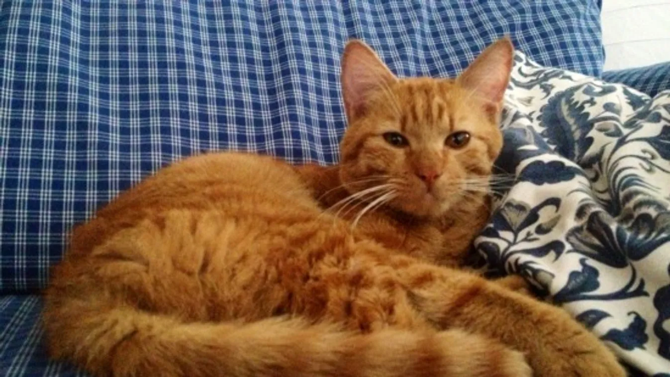 Megtalált egy vörös kandúr, de nem tarthat meg