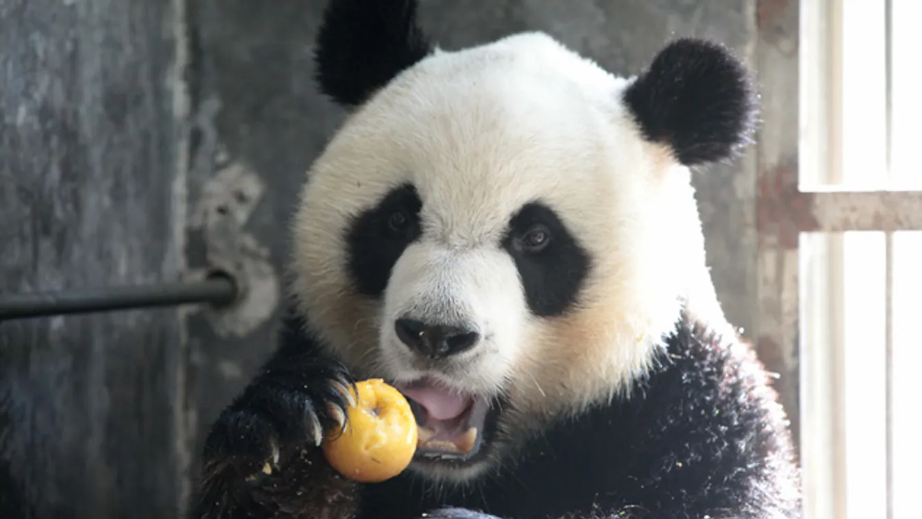 Pandaháború tört ki Belgiumban!