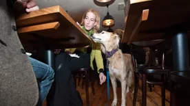 Íratlan etikett: négylábúval az étteremben