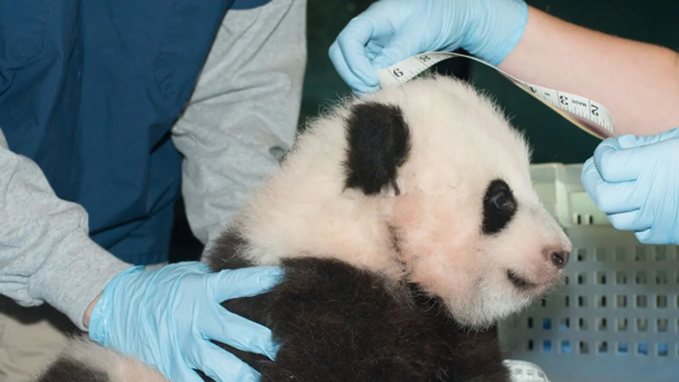 Pao Pao lett a washingtoni pandakölyök neve