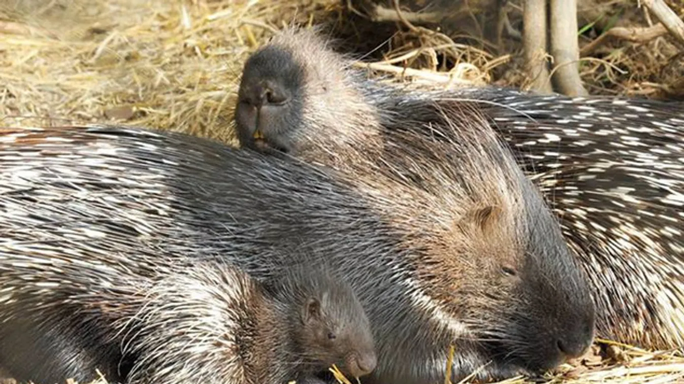 Összebújva melegítik szülei a tarajos sülbébit