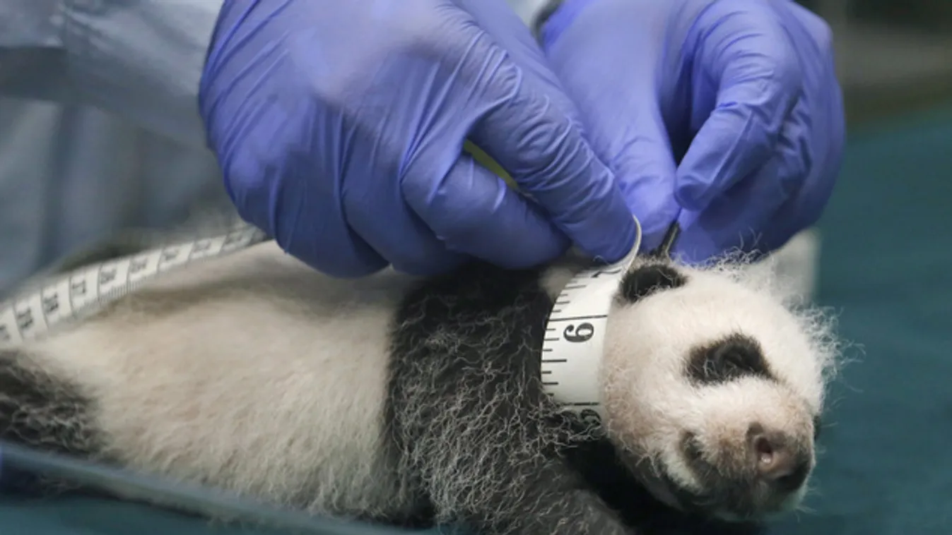 Igen, ezek panda-hármasikrek