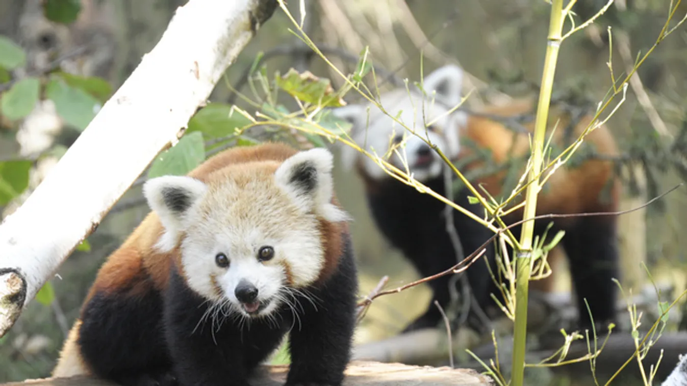 Párra lelt a nyíregyházi vörös panda