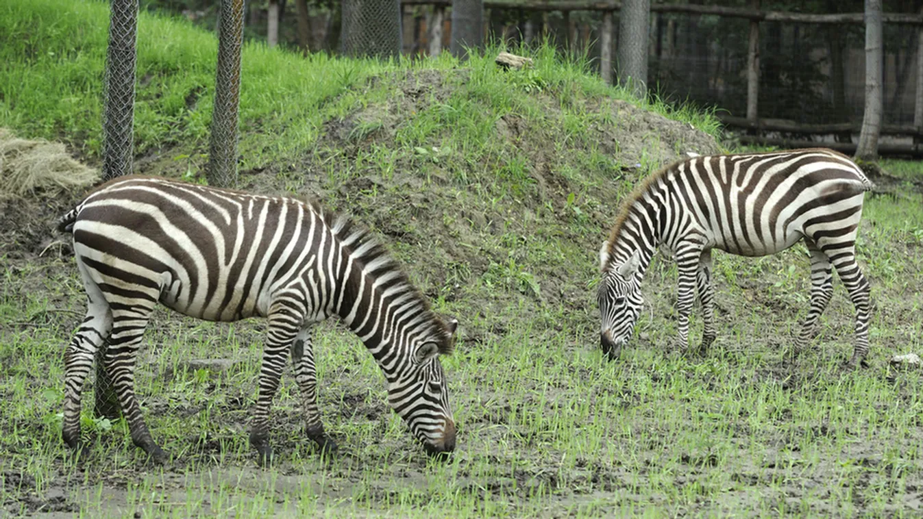 Új zebracsapat érkezett a Szegedi Vadasparkba