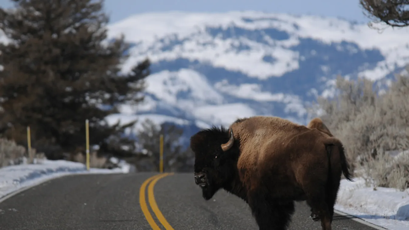 Többszáz bölényt lőnek le a Yellowstone Nemzeti Parkban