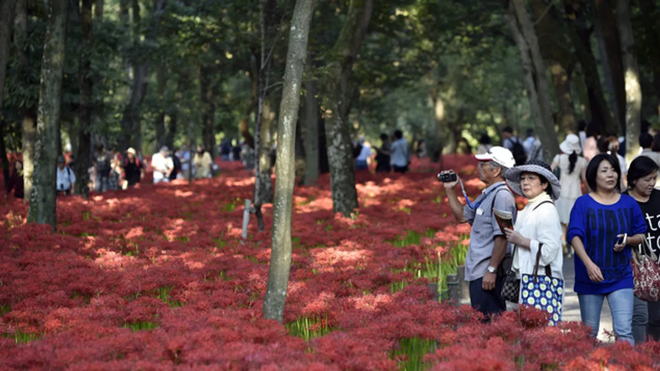 Vörös pókliliomokkal támad a japán ősz