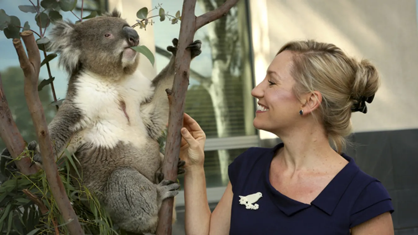 A nap híre: koalák jönnek Budapestre!