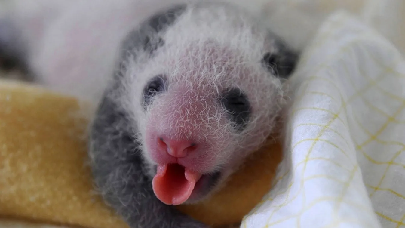 Nem tudunk betelni a pandabébikkel, reméljük önök sem