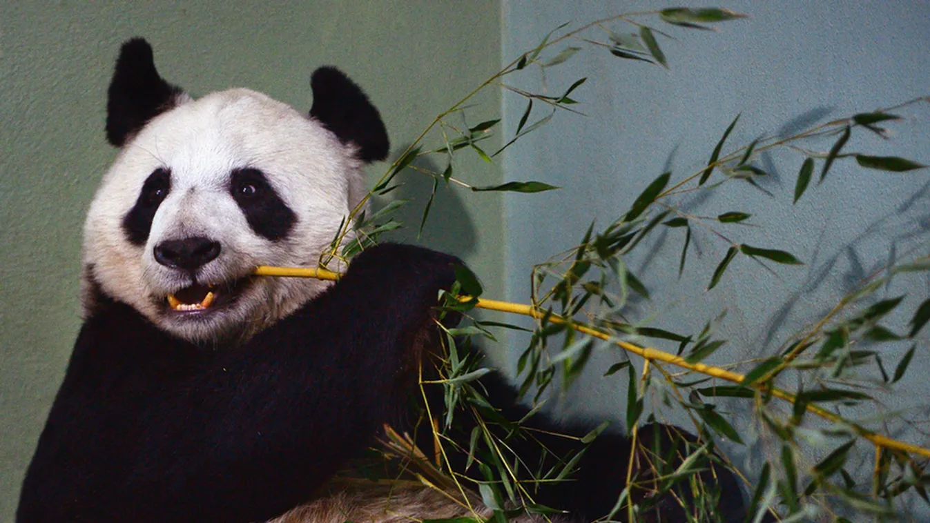 Tian Tian