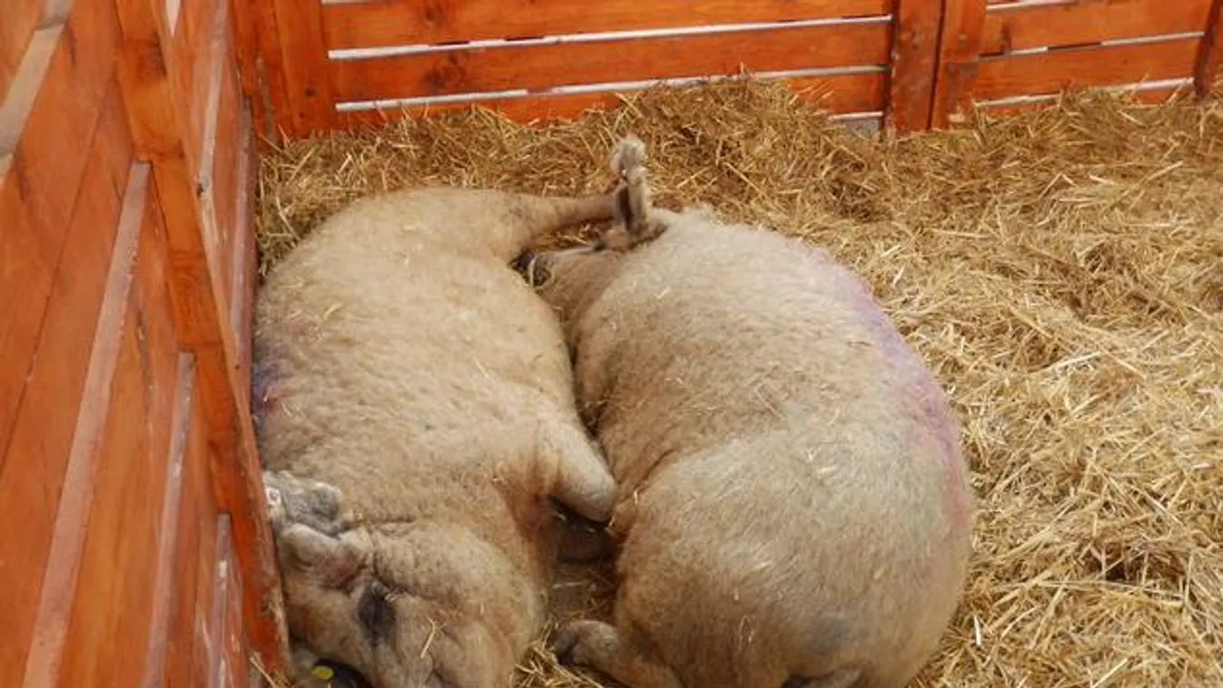 Slow food és bio ételek a vácrátóti botanikus kertben