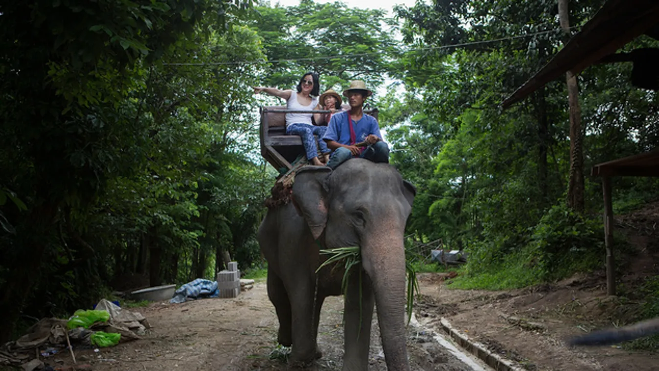 Három napon belül két halálos elefántbaleset Thaiföldön