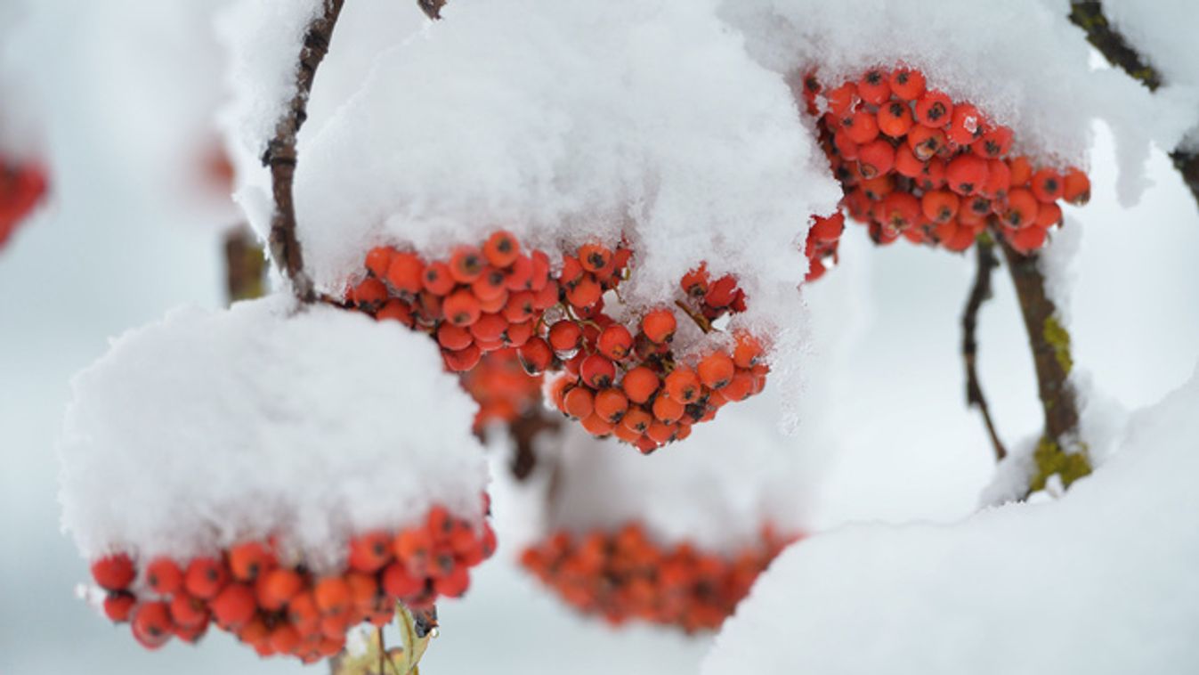 https://cdn.borsonline.hu/2014/12/O_Ysd2h6PG_e89ryDhsm9YiahLhQJr3Pz-avblPPafw/fill/1347/758/no/1/aHR0cHM6Ly9jbXNjZG4uYXBwLmNvbnRlbnQucHJpdmF0ZS9jb250ZW50LzM0ODRmMmQ5MGI4NDRmNzVhNjZjMDcxYTFmNjg4MTJm.jpg