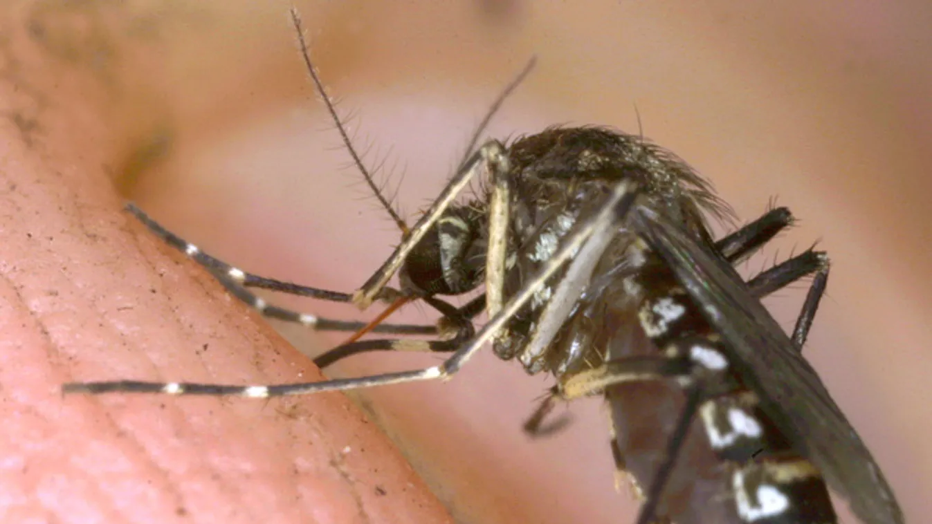 Ilyen érzés elkapni a dengue-lázat
