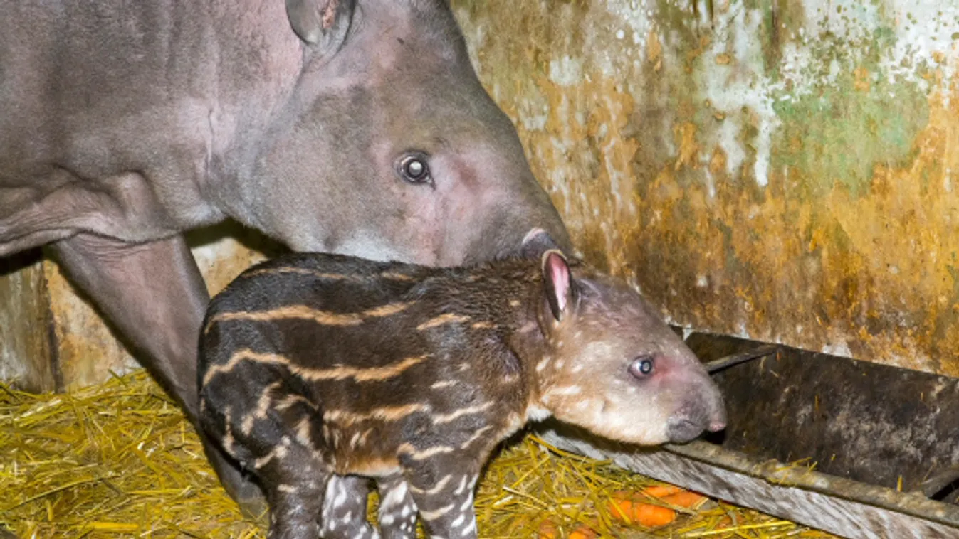Mától látogatható Dalma, a tapírlány