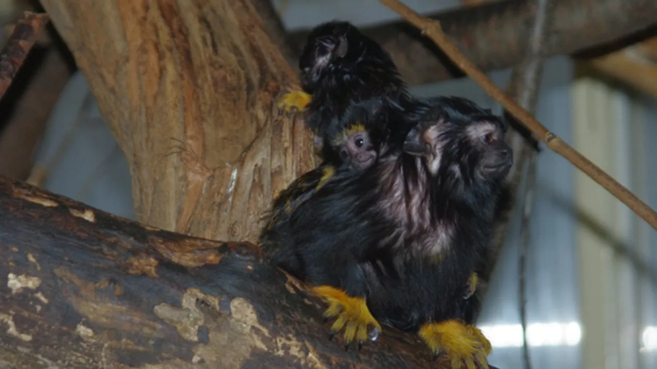 Tamarin ikrek születtek Szegeden