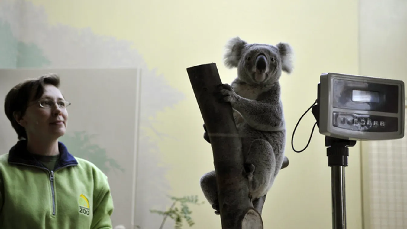 Most már hivatalos: a mi koaláink a legcukibbak