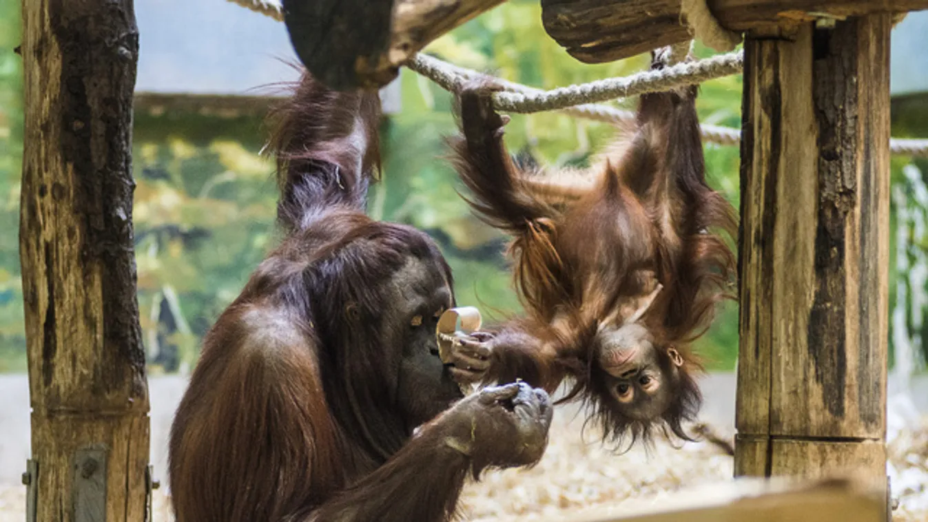 Így ünnepelt Ruti, a szülinapos orangután