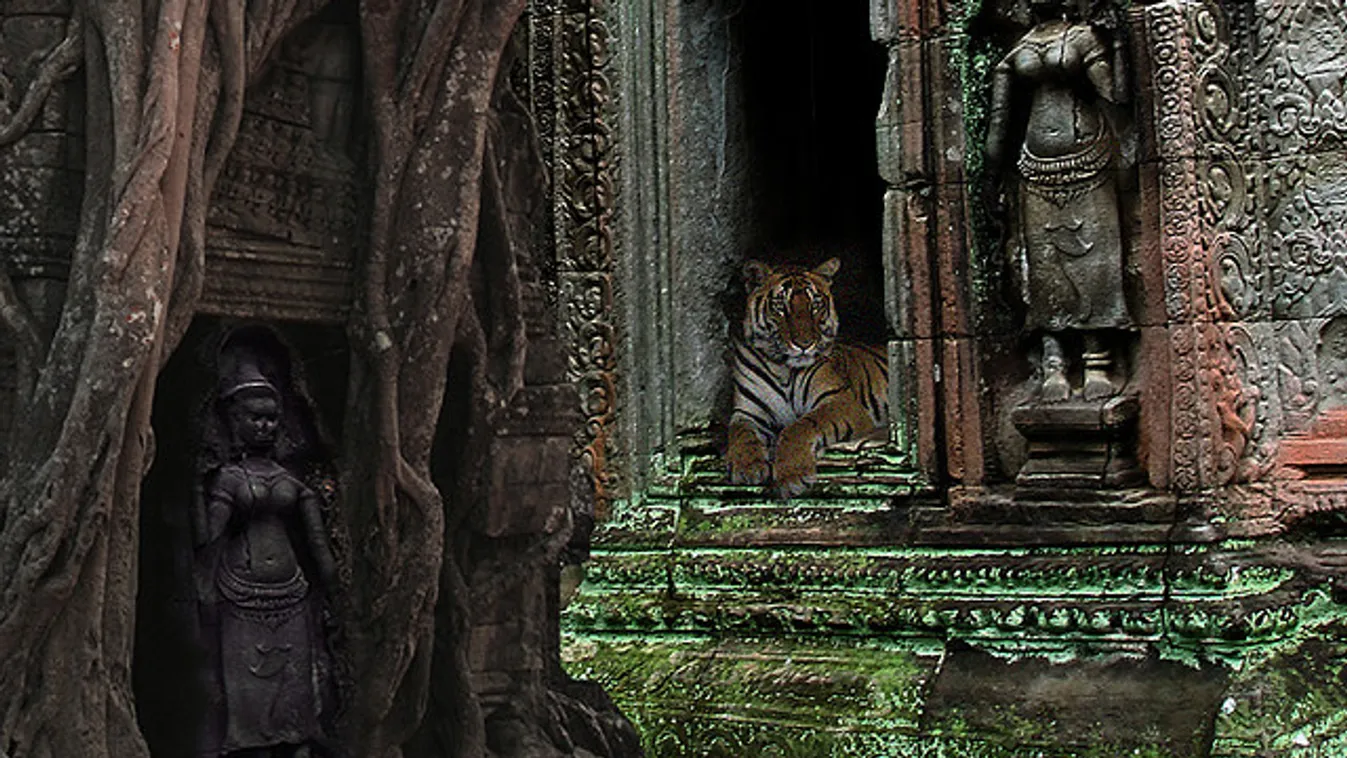 Meg kell válnia tigriseitől a híres thai buddhista templomnak