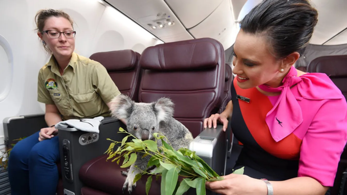 Koalák az első osztályon