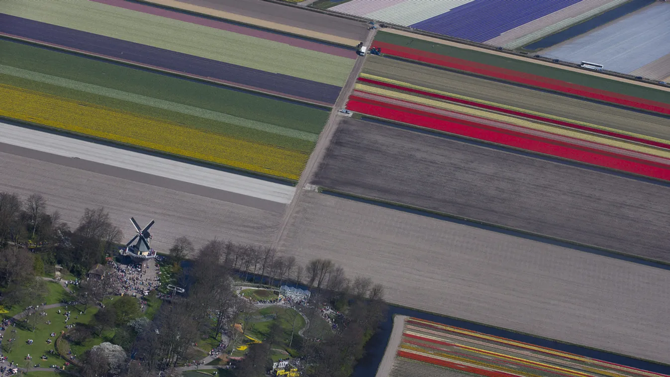 Holland absztrakt: tulipánföldek a levegőből