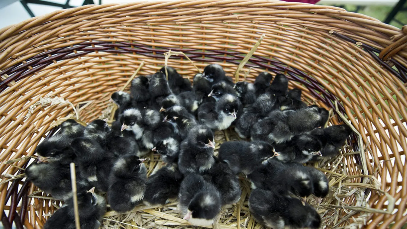 Átadták az Ős-Dráva Látogatóközpontot Szaporcán