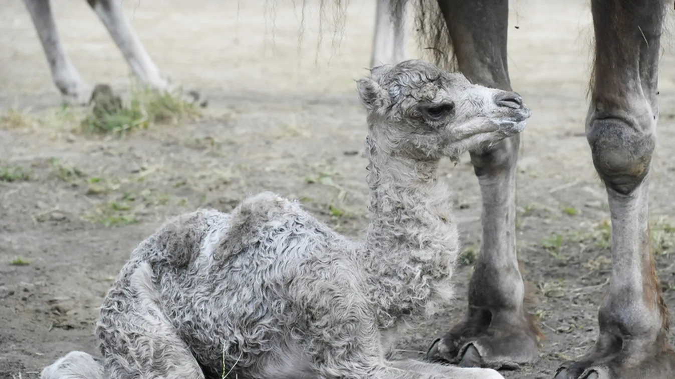 A látogatók szeme láttára jött világra a nyíregyházi tevebébi