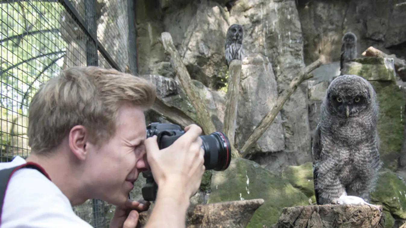 Bogarásszon, madarásszon, keverjen zoo-csemegét!