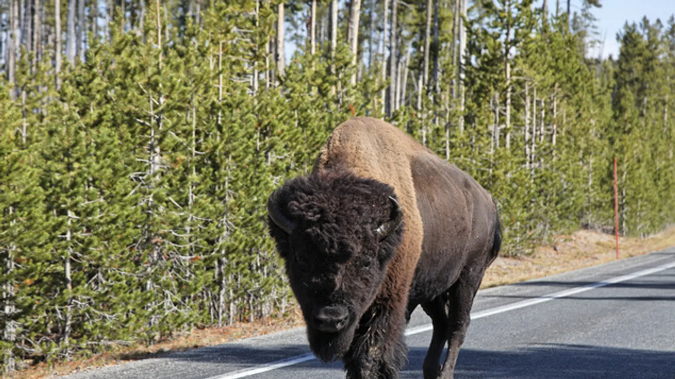 Bölény támadt egy szelfiző turistára a Yellowstone Nemzeti Parkban