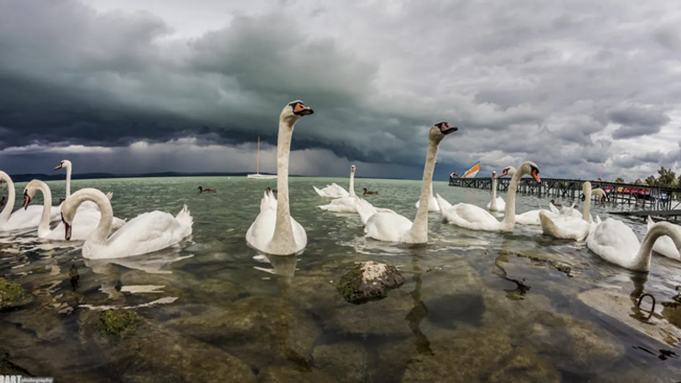 A strandolók is részt vehetnek a balatoni hattyúgyűrűzésben