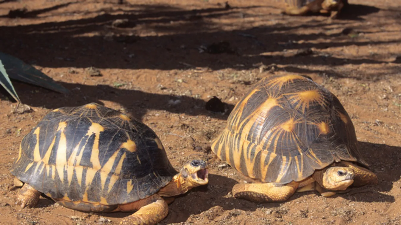 Közel 800 bébiteknőst találtak ládákba zárva egy madagaszkári reptéren