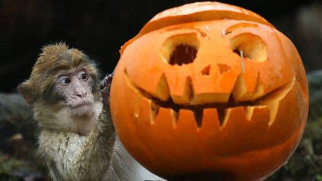 Halloween-bulit rendeztek a makákóknak Skóciában