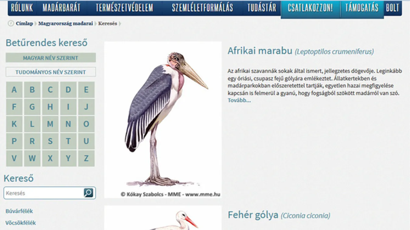 Nem ismeri fel a párkányára szállt madarat? Keresse meg hazánk első online madártárában!
