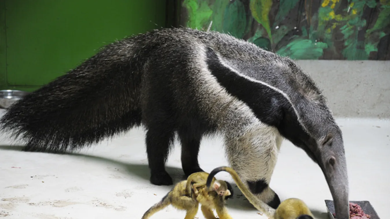 A Sóstó ZOO lett Európa egyik legjobb állatkertje
