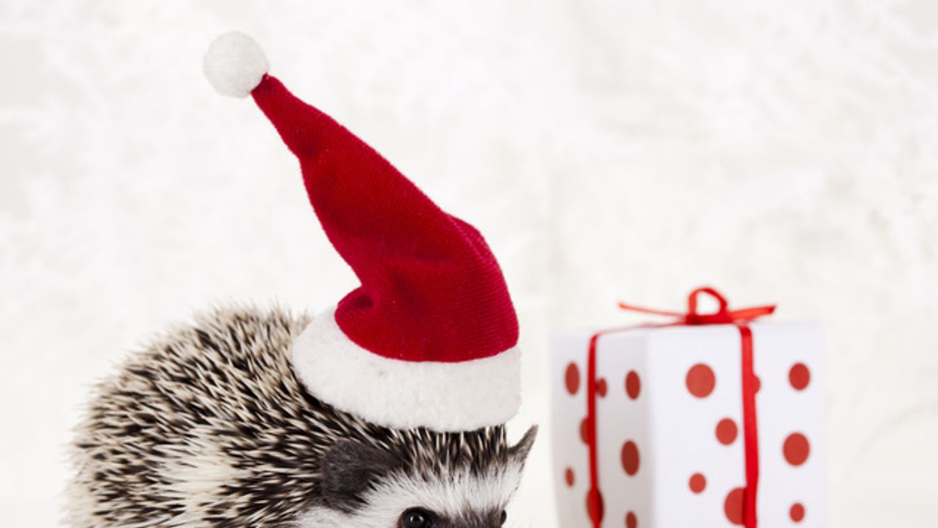 https://cdn.borsonline.hu/2015/12/VZpaim3Yx2XYxhIrXdjb0qCwePdlcMuDeI7u8R4go3c/fill/1347/758/no/1/aHR0cHM6Ly9jbXNjZG4uYXBwLmNvbnRlbnQucHJpdmF0ZS9jb250ZW50LzQyZGM1YmE3YjcwZTQ0Njg4OTkxZWYyZDE4NTZlOTQ1.jpg