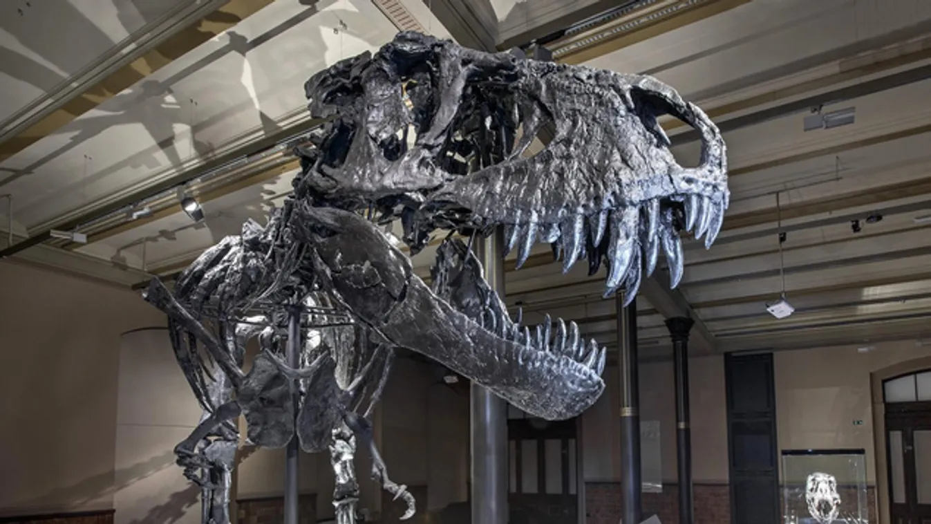 Berlinben eredeti T-rex-csontvázat láthat
