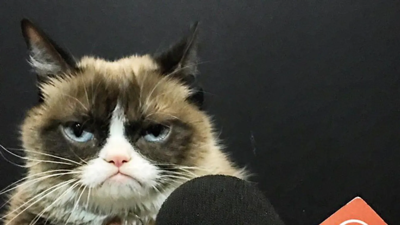 Grumpy Cat is helyet kapott a viaszbábuk múzeumában