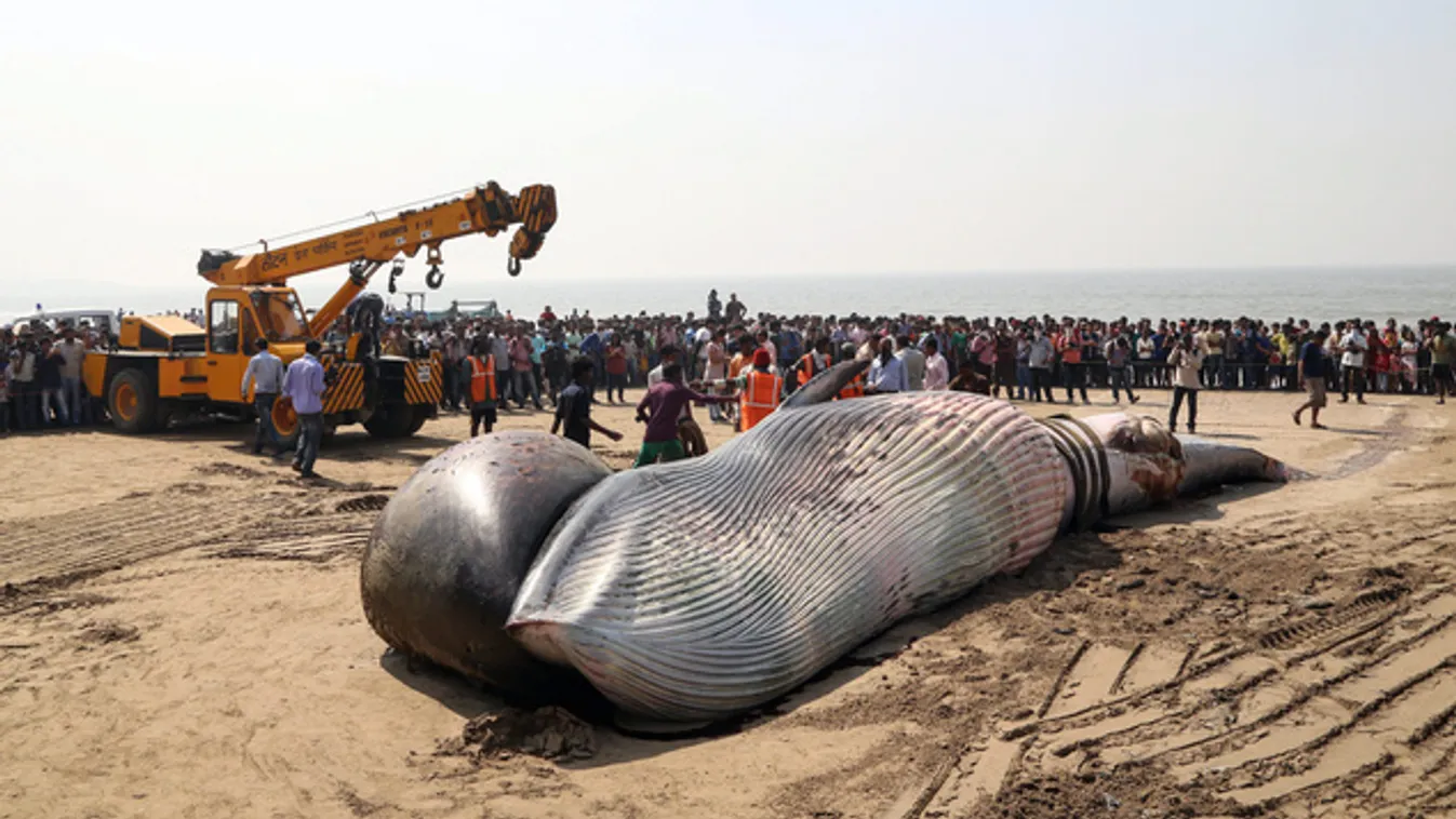 Húsztonnás bálna teteme vetődött partra Mumbai egy strandján
