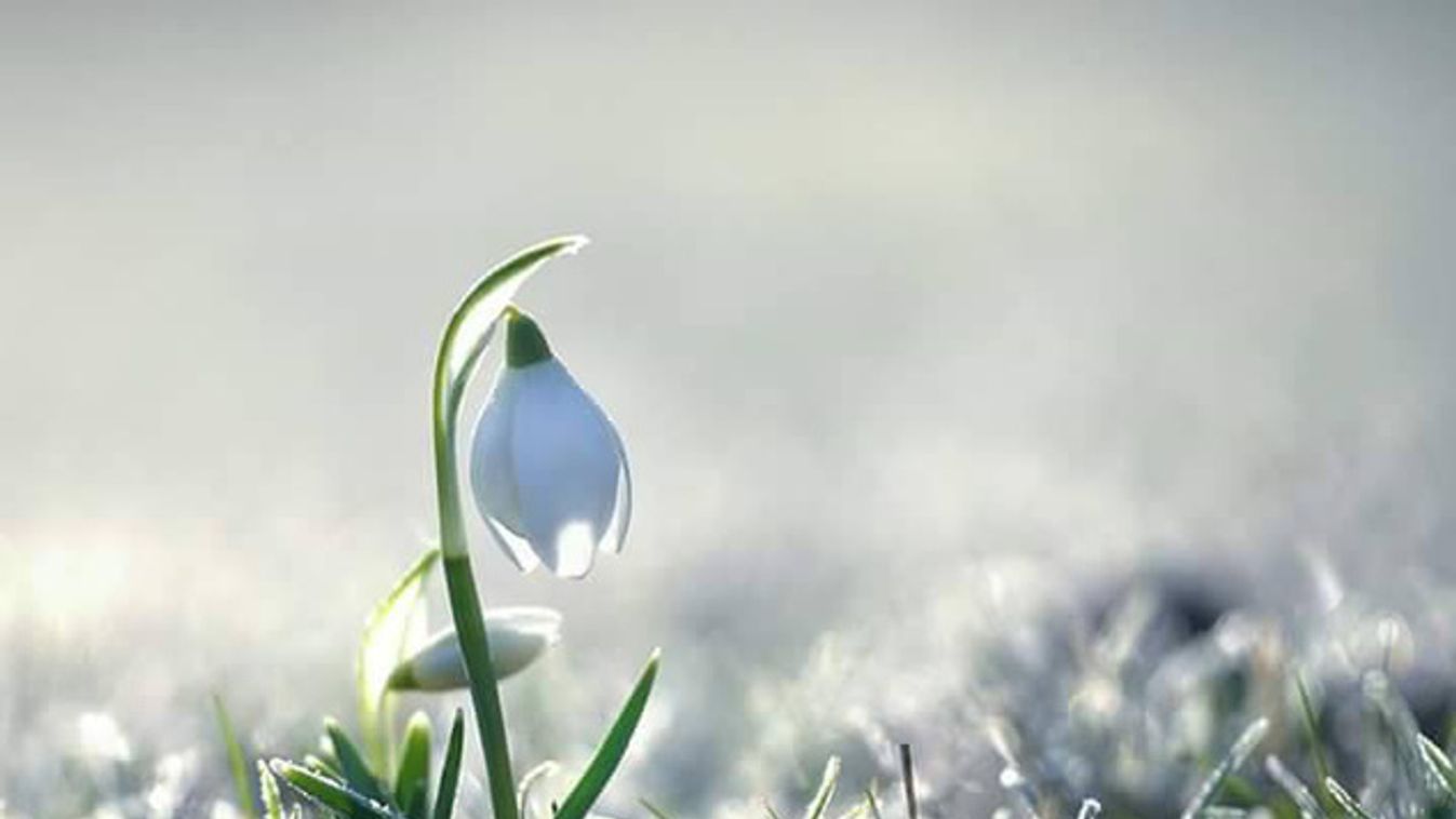 https://cdn.borsonline.hu/2016/02/3rMZ7hoHLeAOYl_YYZKRsBtt1CterKisqxcBQVtnEf4/fill/1347/758/no/1/aHR0cHM6Ly9jbXNjZG4uYXBwLmNvbnRlbnQucHJpdmF0ZS9jb250ZW50L2JmNDIzMTY0Yjc3OTRmNGRhYjY3NjI0MWI2M2NjOGQ2.jpg