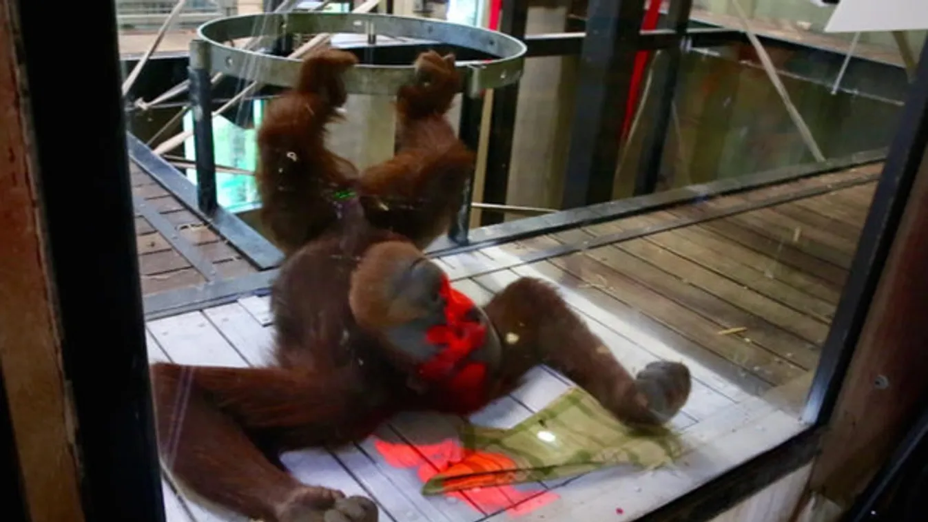 Állatkertben élő orangutánnak fejlesztettek videojátékot ausztrál kutatók