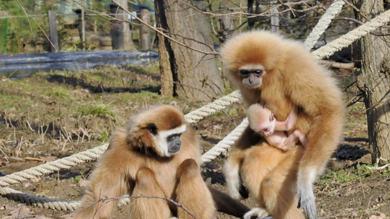 A legcukibb gibbon bébi szégyenlősködik Nyíregyházán
